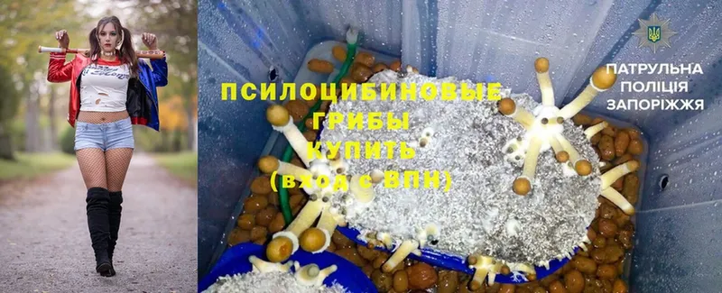 Псилоцибиновые грибы Magic Shrooms  где купить наркотик  Сортавала 